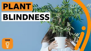 What is plant blindness (and are you suffering from it)? | BBC Ideas