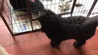 The puppies meet their dad for the first time