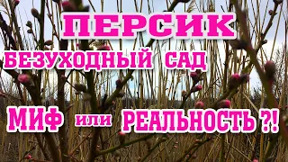 Безуходный ПЕРСИКОВЫЙ САД !!! Миф или реальность ?!!