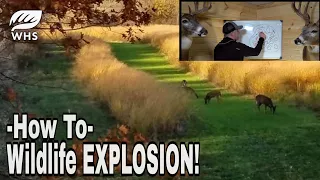 How To Explode Whitetail And Wildlife Populations | Old Field Conversion