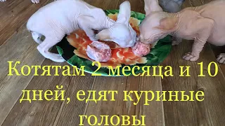 Маленькие котята едят сырые куриные головы | Вкусный завтрак #котята #сфинксы