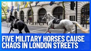 British Military Horses Break Loose And Run Wild All Over London Streets | 10 News First