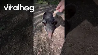 Wild Bear Cub Seems to Stand on Command || ViralHog