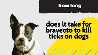 How Long Does it Take for Bravecto to Kill Ticks on Dogs? All You Need to Know About Bravecto