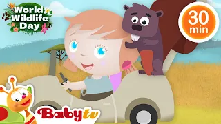 Animals for Kids - Bear. Lion, Monkeys and more 🦊 🦒 | Wild Animals Videos | Animals Cartoons@BabyTV​