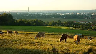 Beautiful Field and Cows with Nature Sound Video