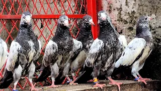 Parwazi Baby pigeons for sale in Lahore Kashif Ali (0307-9771936)