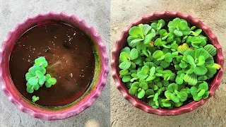 Miraculous pistia growth unveiling nature's aquatic wonder!