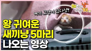 나응식 수의사 제대로 사심 채우고 감😂 배 빵빵 새끼 고양이 5마리와 길고양이 어미묘 옹이 │#왜그러냥귀엽개