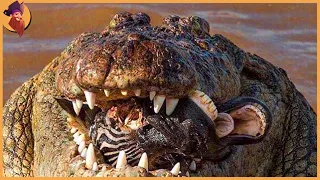 15 epische Jagdmomente von riesigen und gnadenlosen Krokodilen