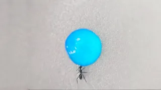 Ant drinking liquid candy (Time lapse)