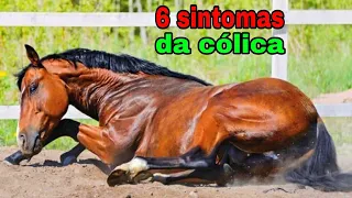 OS PRICIPAIS SINTOMAS DA CÓLICA NO CAVALO.