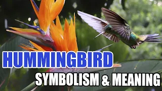 Hummingbird Symbolism: A Guide to Their Meaning - Sign Meaning