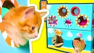 DIY Cat Hotel with Cute Kittens & Cat Toilet | Cardboard Crafts on Box Yourself