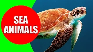 Sea Animals for Children – Learn Sea Creatures and Sea Animals with Real Life Videos