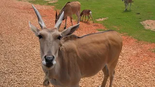 Wow! A safari in Louisiana!