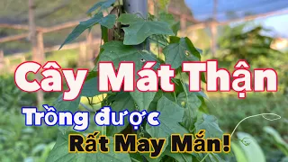 Cây Làm Mát Thận Rất Tuyệt Vời, Trồng Được Rất May Mắn | CTVC