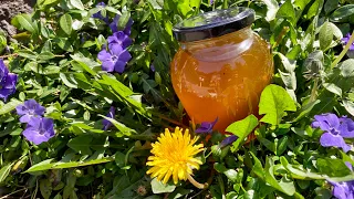 Dandelion “Honey” and health benefits of this herb