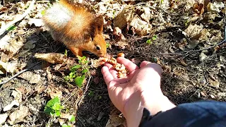 кормлю белку с руки грецким орехом, угощаю фундуком.