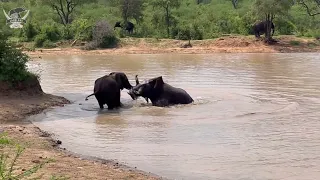 Elephant bulls, Sebakwe & Mambo spar and splash in the waterhole 💦