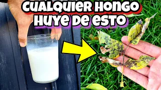 AQUÍ TE TRAIGO LA SOLUCIÓN para acabar con Los HONGOS DE tus plantas! Fungicida Casero de LECHE