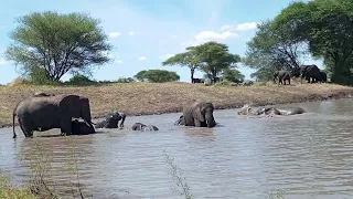 Amazing Elephants swimming...!!! for your holiday in Tanzania please follow us: www.lionviewtours.de