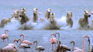 Wild Horses Run into Flamingos Feeding | BBC Earth