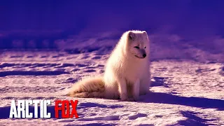 The Arctic Fox - Facts about Arctic Fox - Learn more about Arctic Fox / Information of Everything.