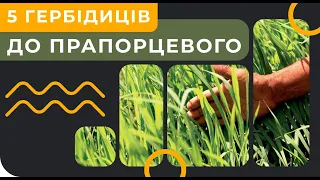 🔥ТОП 5 ГЕРБІЦИДІВ НА ЗЕРНОВІ🌾 ДО ПРАПОРЦЕВОГО ЛИСТКА