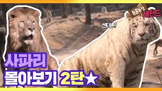 [Animal Farm Legend] Safari 'How to Survive the Wild Beasts' Part 2★ I TV Animal Farm | SBS Story