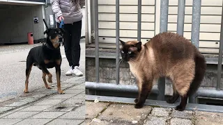 Siamese cat Armas meets a friendly dog