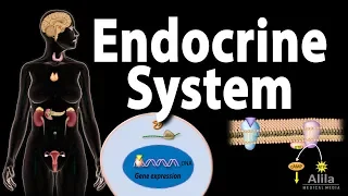 The Endocrine System, Overview, Animation