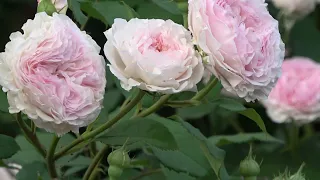 Цветение роз 2021  Плетистые розы