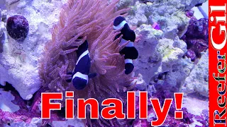 How To Get Clownfish To Host Anemone