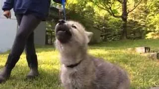 Ambassador Wolf Pup Nikai Sings