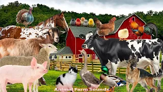 The 3-Hour Full-video Covers The Sounds And Names Of Animals: Dog, Chicken, Cow, Pig, Cat, Duck.....