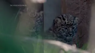 Rare twin leopard cubs born at San Diego Zoo