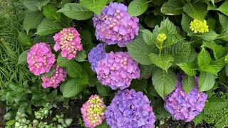 Blooming Despite Heavy Prune, Hydrangea Macrophylla (Mop Head/Big Leaf) - July 8