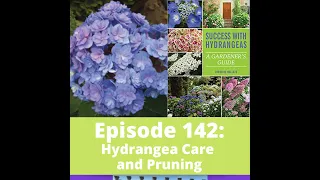 Hydrangea Care and Pruning