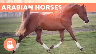 Arabian Horse - Origin, Characteristics and Temperament