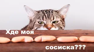 Где моя сосиска? Кот сожрал....