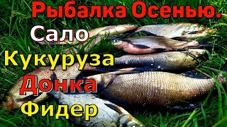 Как ловить рыбу Осенью. Ловля Леща на Сало и кукурузу донка и фидер. Снасть для рыбалки Смактуха.