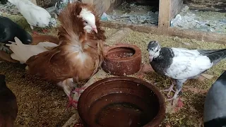 All pigeons are Hungry & Thirsty ! | Nature with Animals