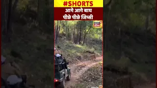 सतपुड़ा टाइगर रिज़र्व में जिप्सी के सामने आ गई टाइगर फ़ैमिली #shorts