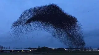 Starlings murmuration in Geldermalsen NL