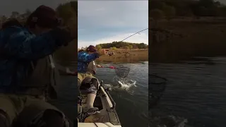 Powerbait Devoured By Massive Rainbow Trout #fishing#trout #trolling #troutfishing #kayakfishing