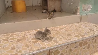 Kitten falls and picks up while learning to descend staircase