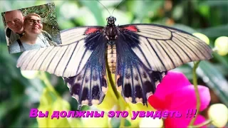 Австрия-Вена. Прогулка по Хофбургу. Самые красивые бабочки 🦋 Дом бабочек .