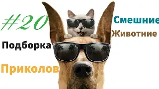 BEST COBE #20 ПРИКОЛЫ, СМЕШНЫЕ ЖИВОТНЫЕ, ФЕЙЛЫ, КАРМА, LIKE A BOSS,РЖАЧ, КОТИКЫ