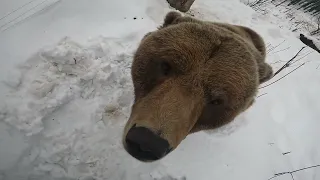 Когда медведь с нетерпением ждёт лопату